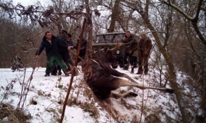 В Харьковской области спасли лося, который не мог выбраться из реки на берег 