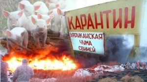 В Харькове - карантин из-за африканской чумы свиней