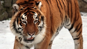 Тигр, дискеты и французские запахи: чудесные госзакупки на Prozorro 